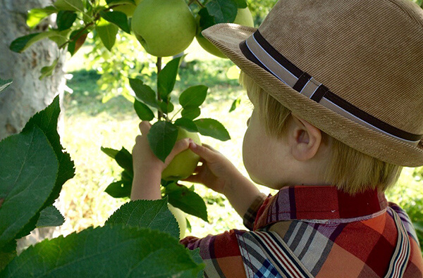 FreshKids Foodie Adventure: Lil Apple Picker