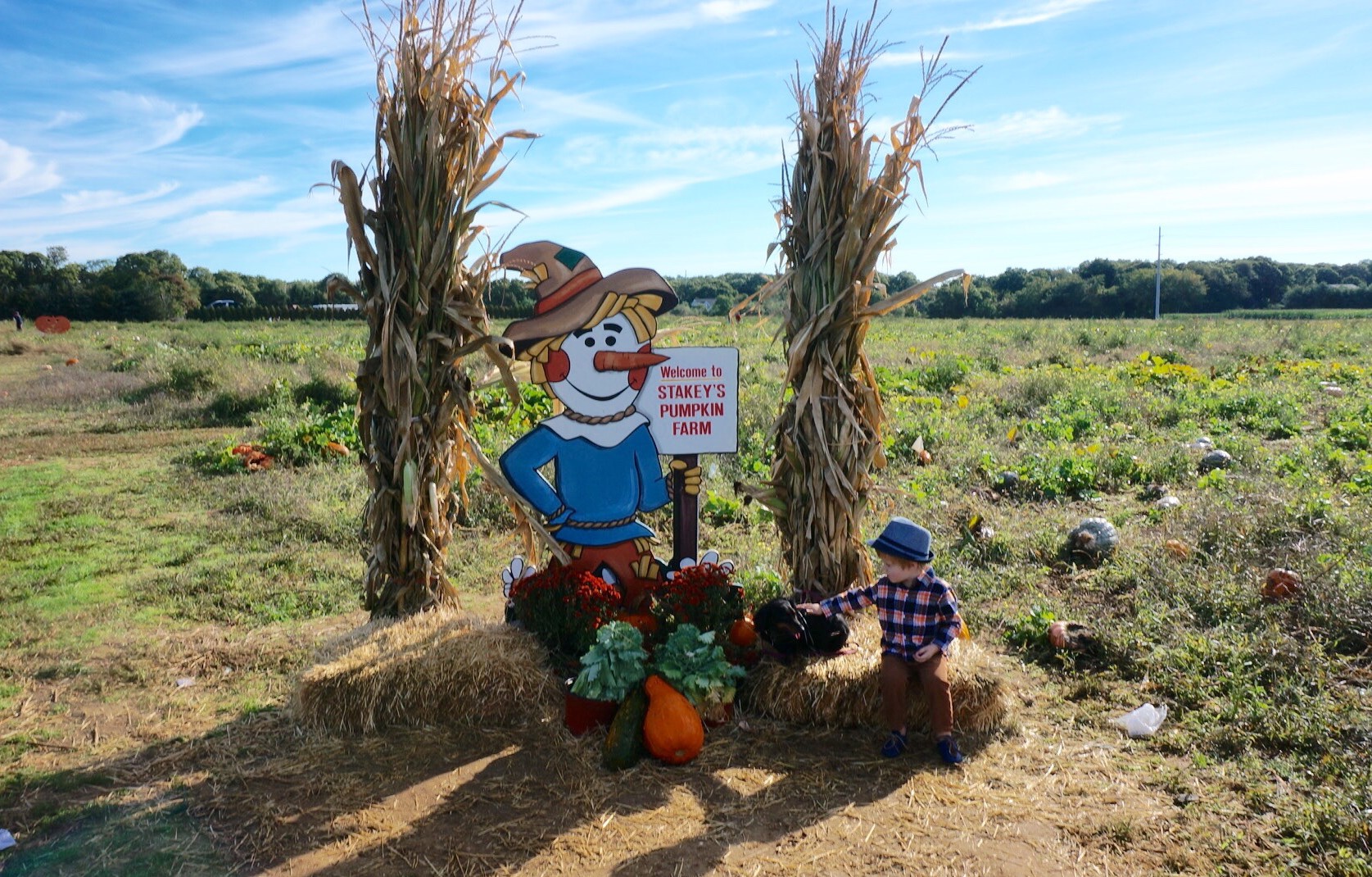 Lil Pumpkin – Pumpkin Picking at Stakeys Farm