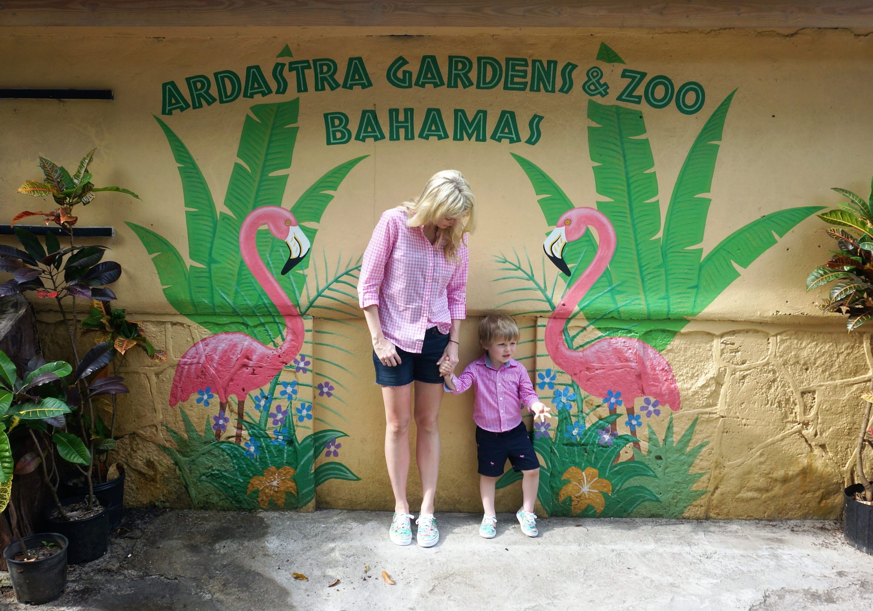 March of the Flamingos – Ardastra Zoo