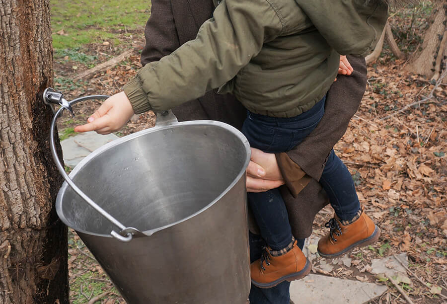 FreshKids Foodie: Maple Syrup Maker!