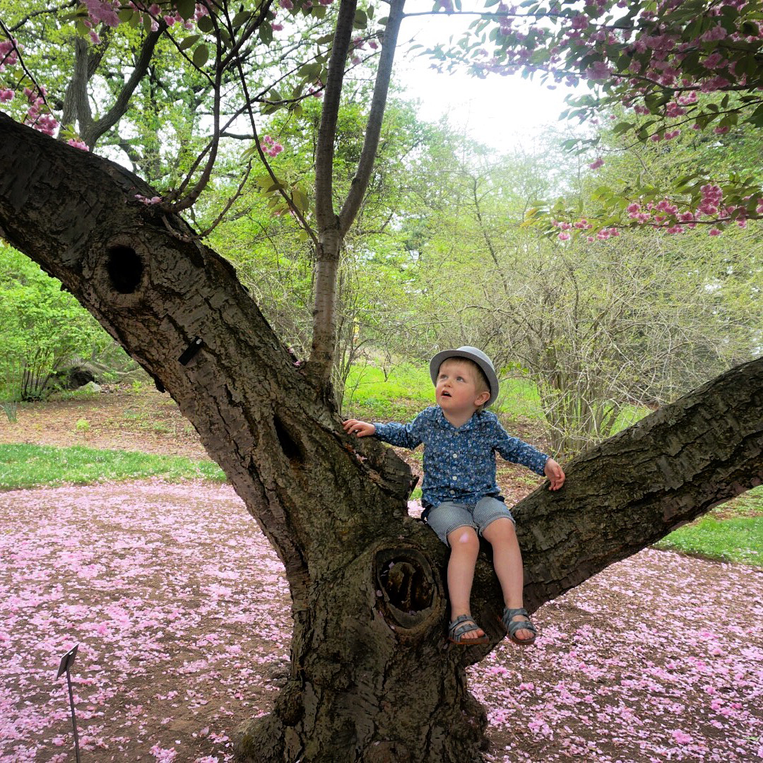 Cherry Blossom
