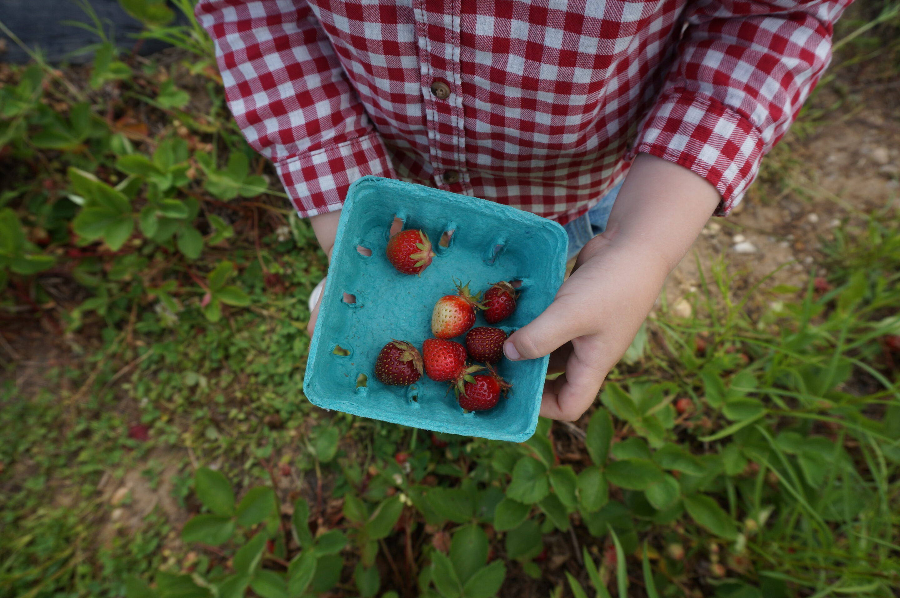 Berry Fun – Strawberry Picking