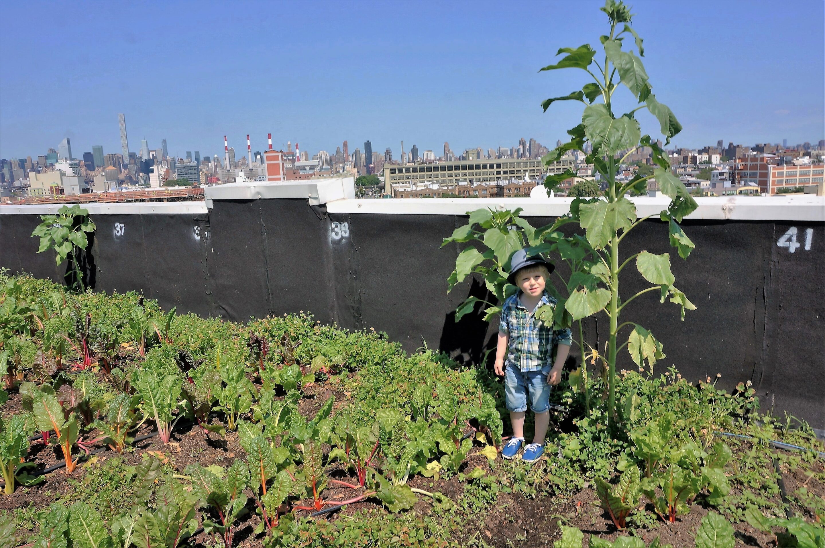 City Growers 1