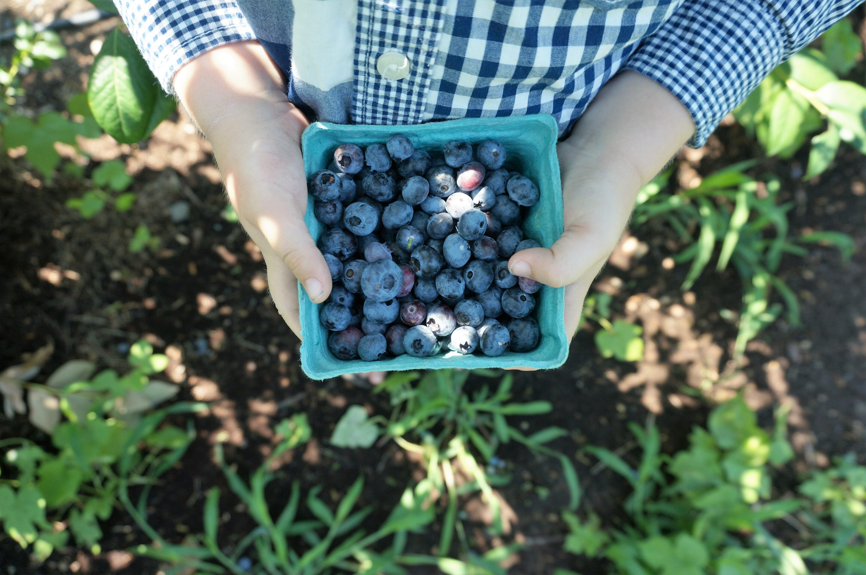 Berry Fun – Blueberry Picking