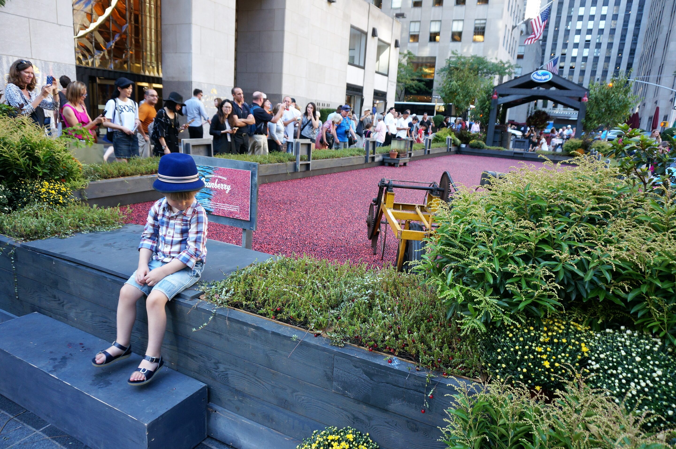 Berry Fun Experience – Cranberry Bog in Rockefeller Center