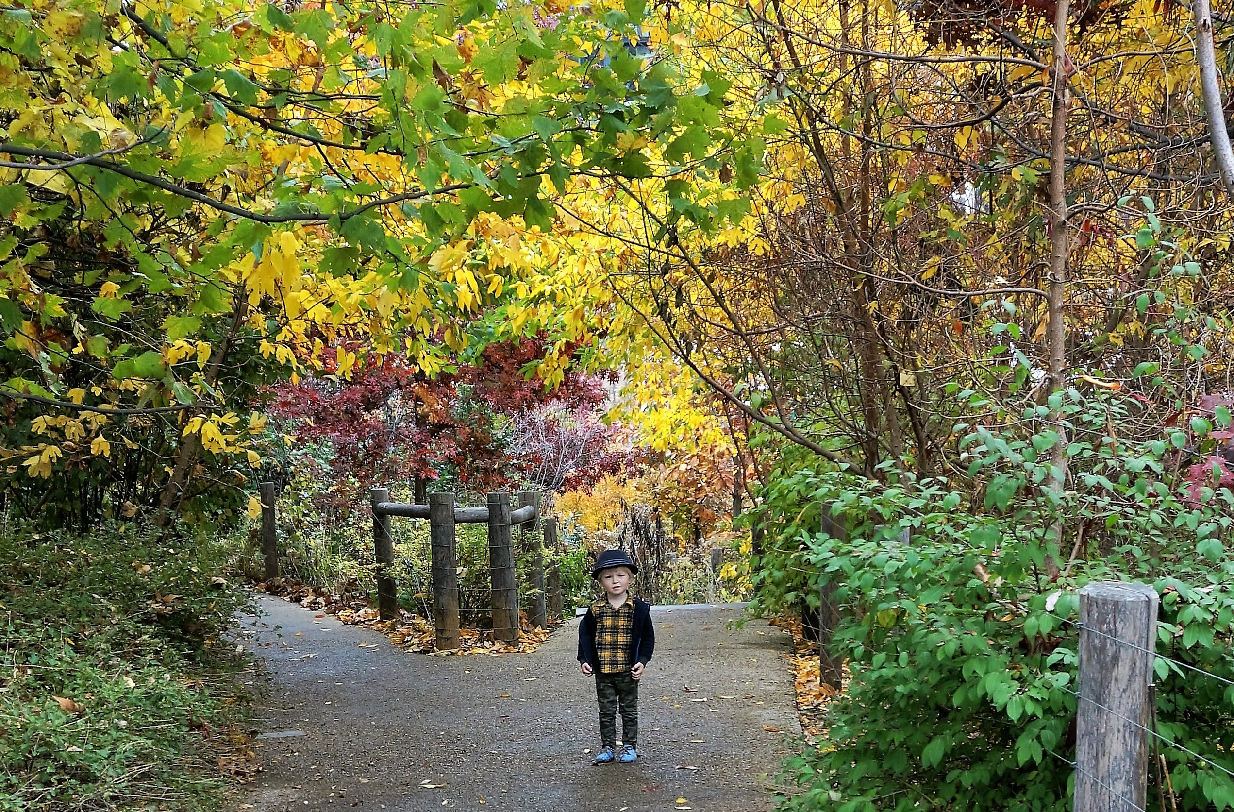 fall-foilage-brooklyn-bridge-park