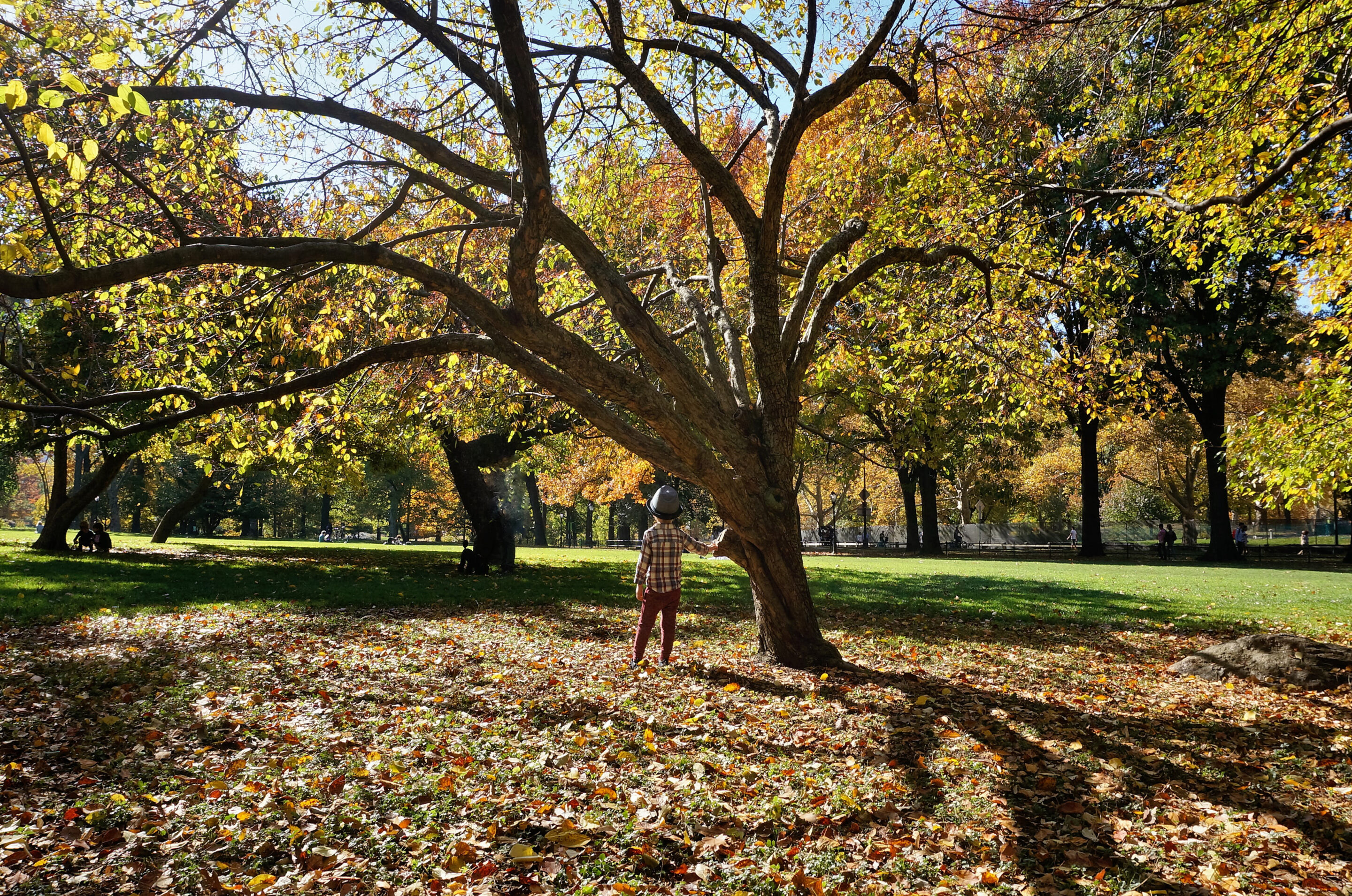 Favorite Family Foliage Spots