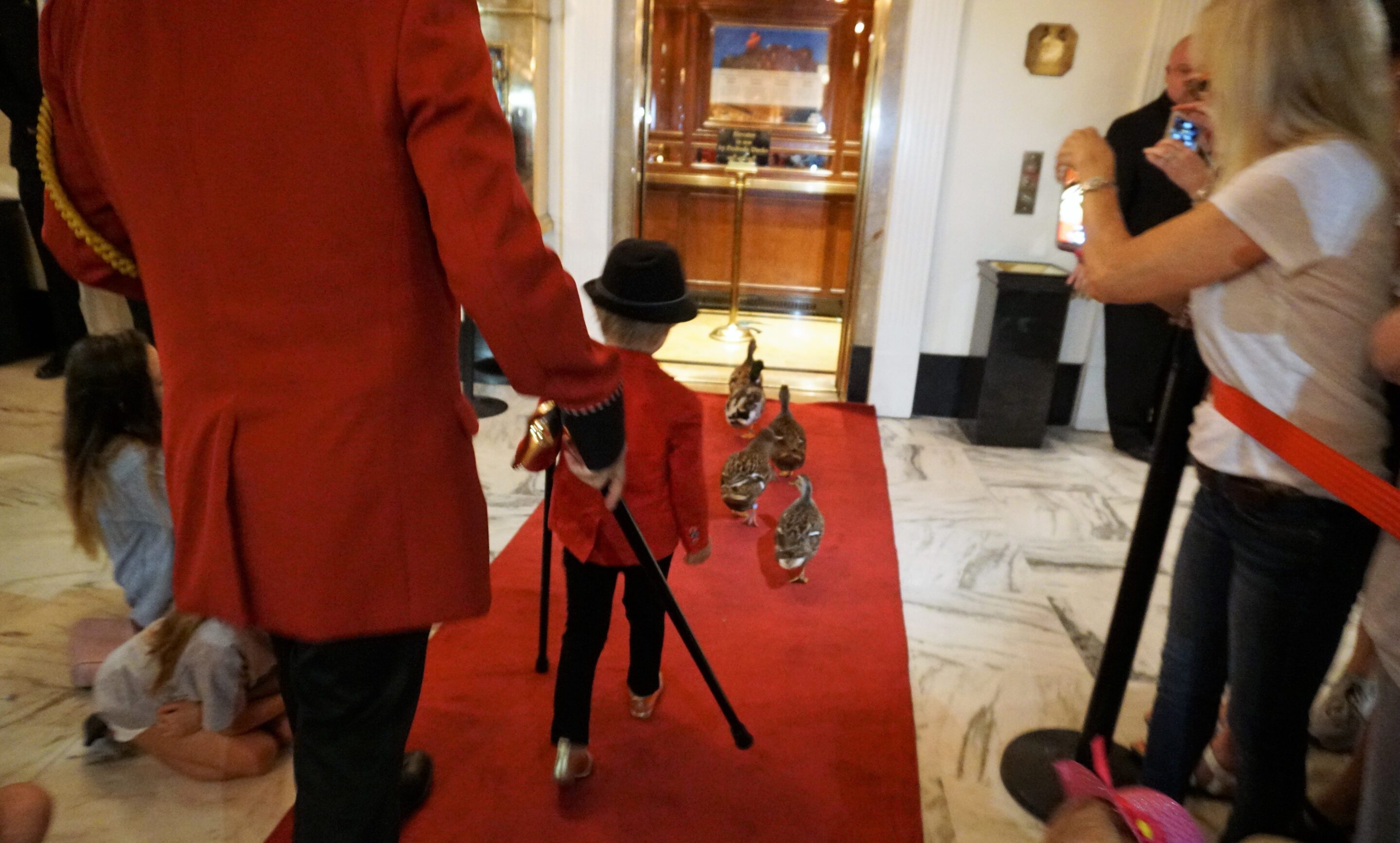 Leading the ducks to the elevator at the Peabody Memphis