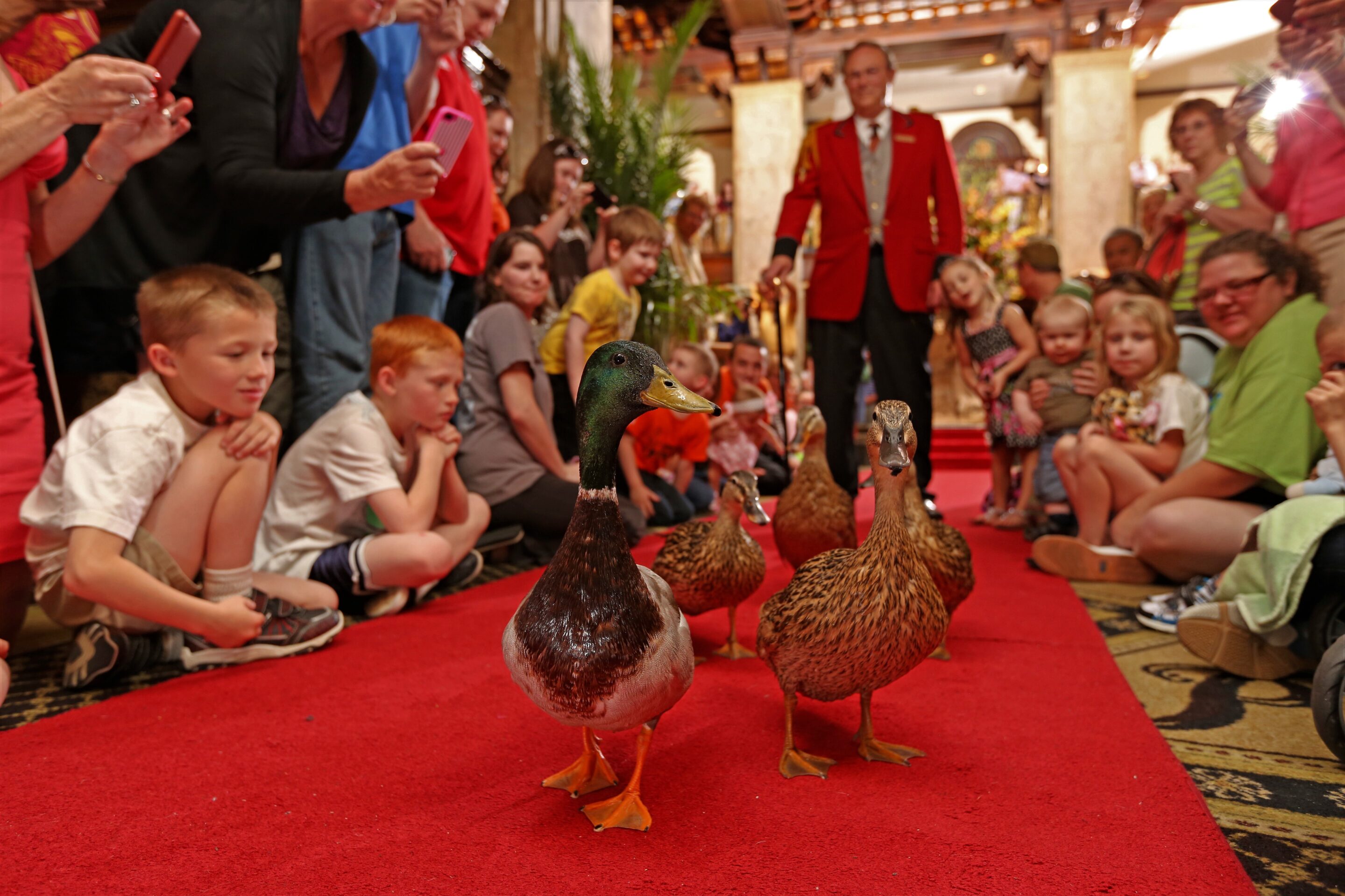 March of the Ducks – Peabody Duckmaster