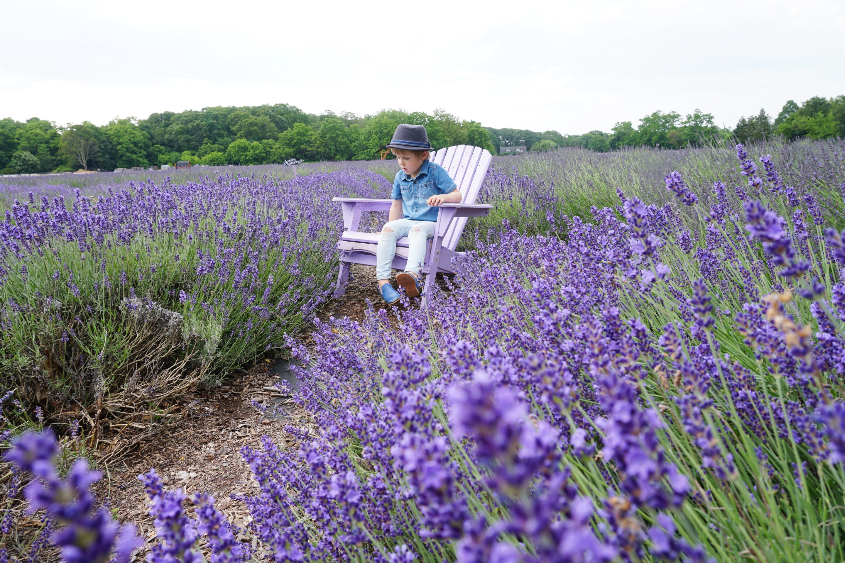 Sitting in the fields of Lavender by the Bay