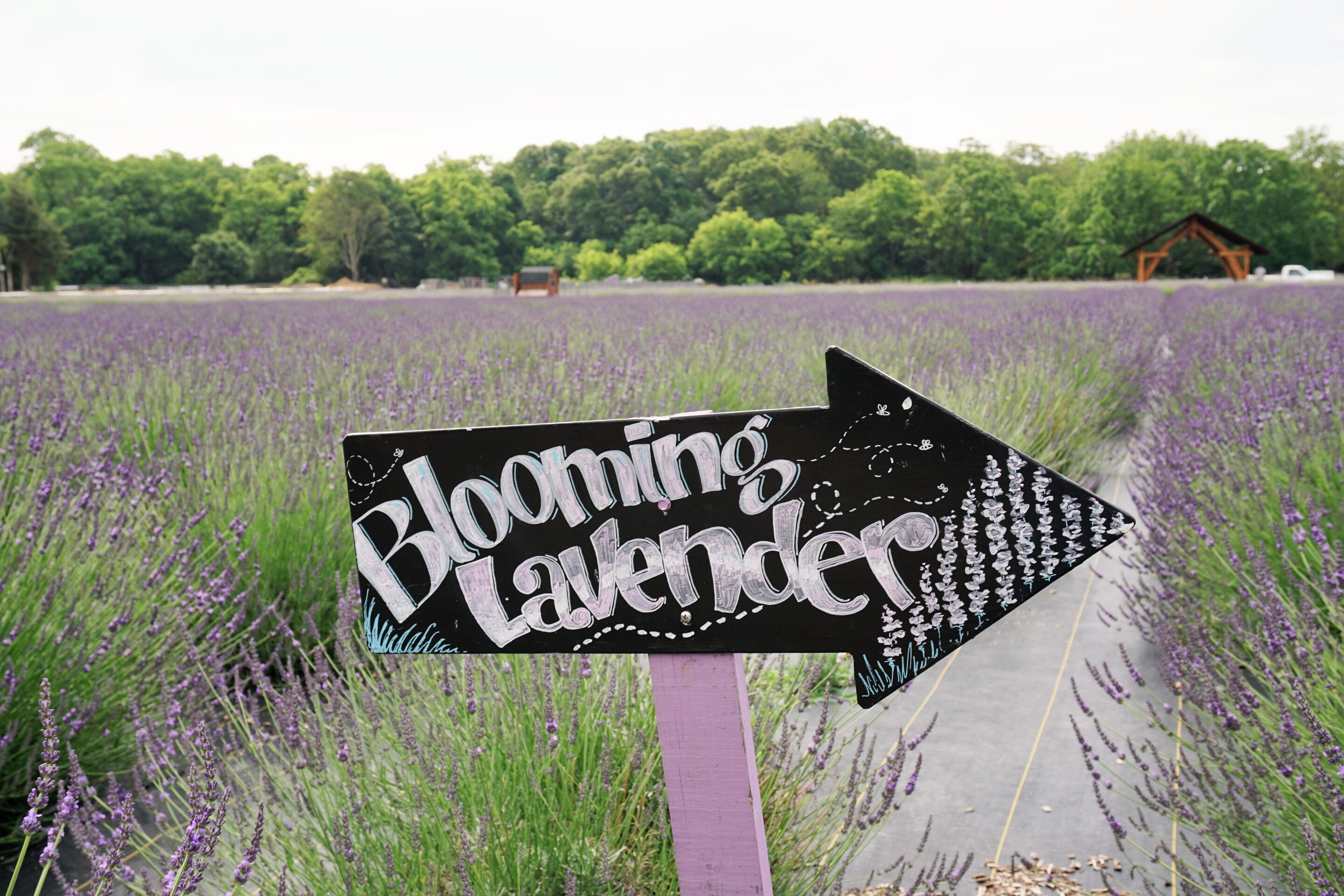Blooming lavender fields this way! At Lavender by the Bay