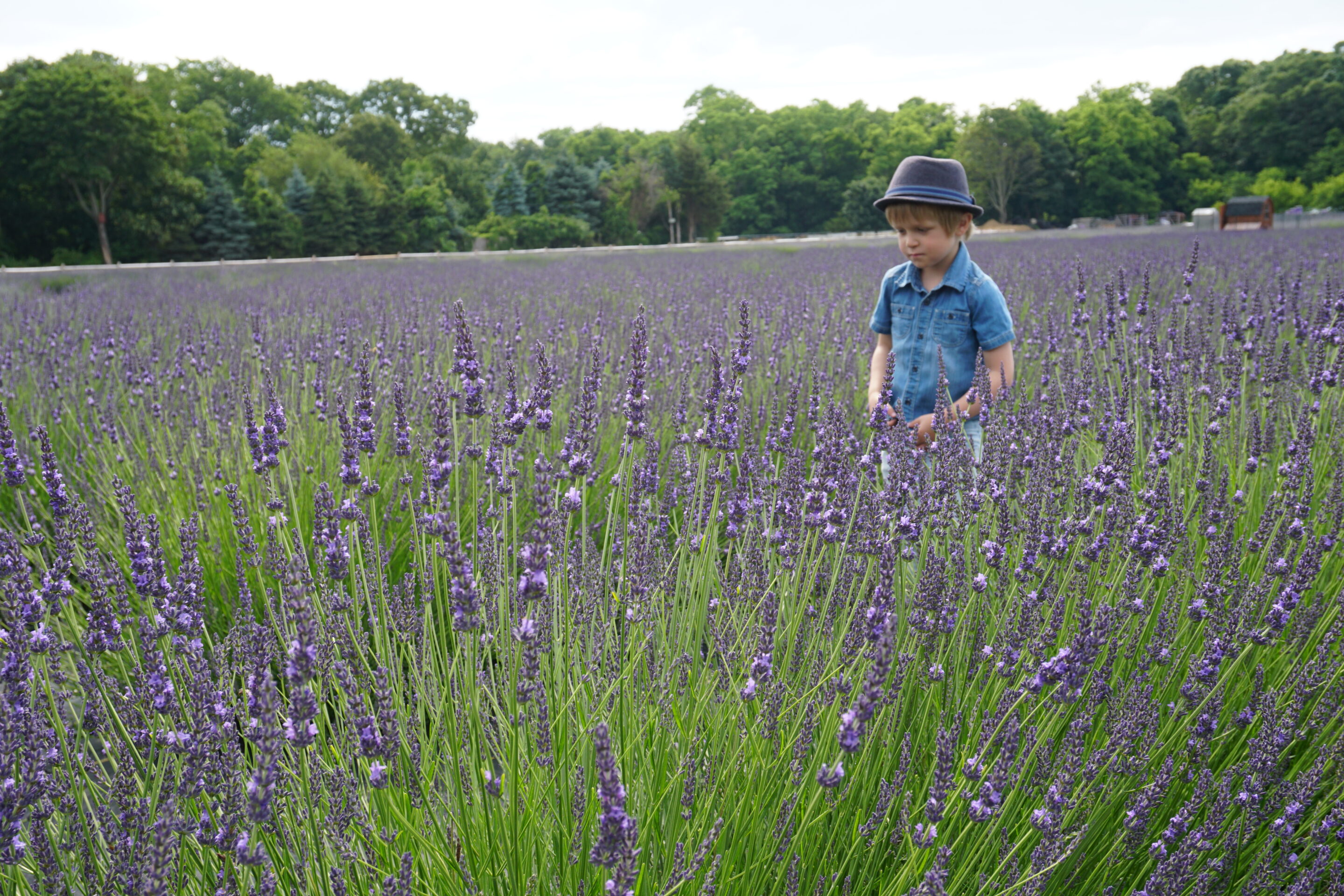 Standing in the fields of Lavender by the Bay