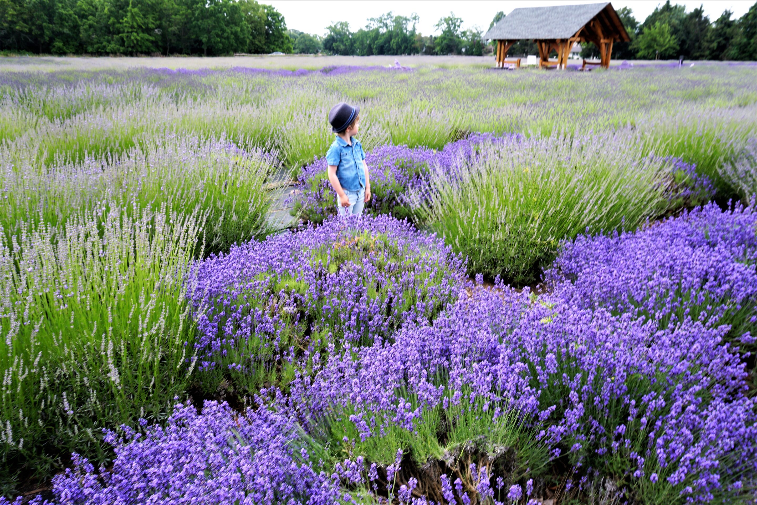 Standing in the fields of Lavender by the Bay