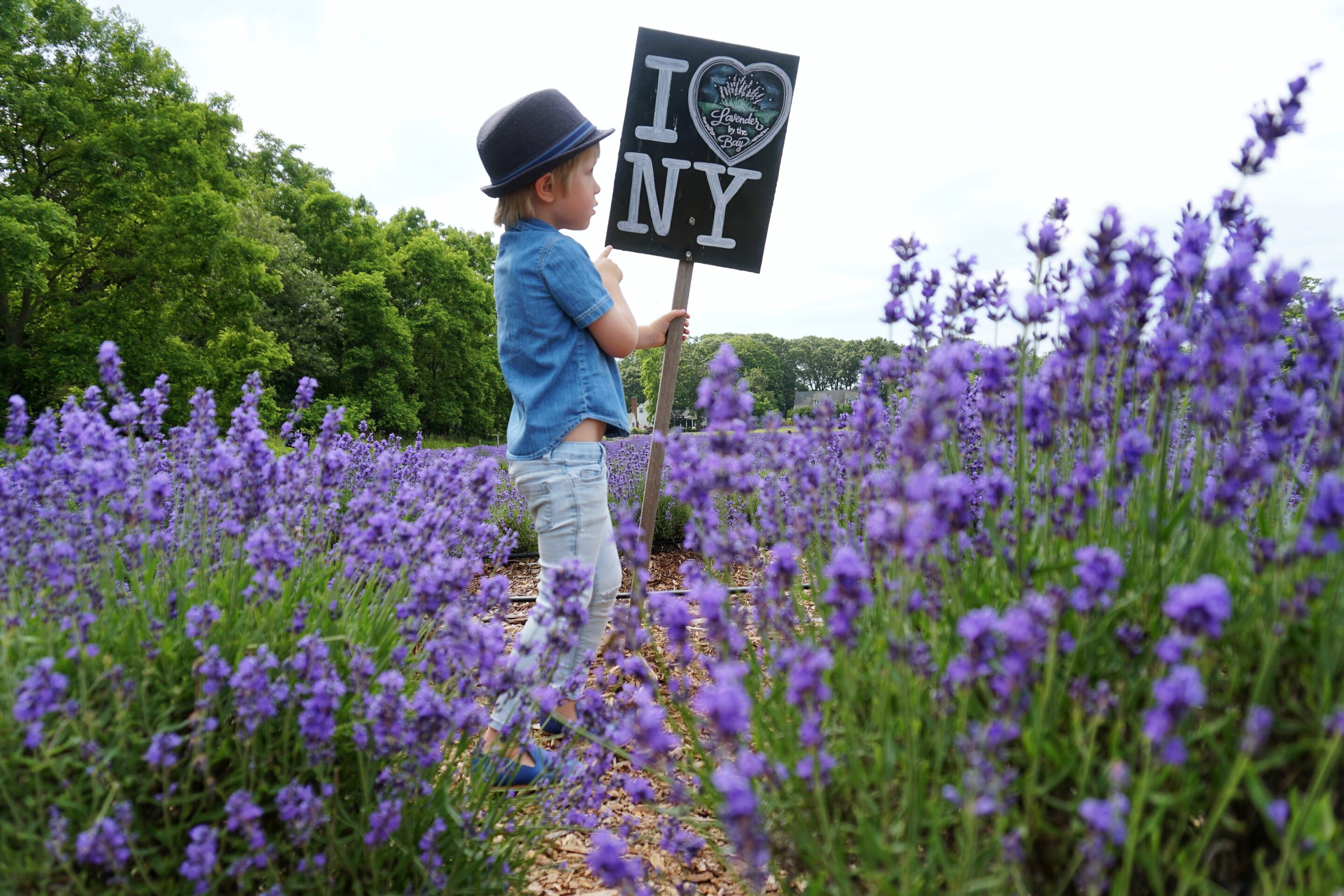 Standing in the fields of Lavender by the Bay