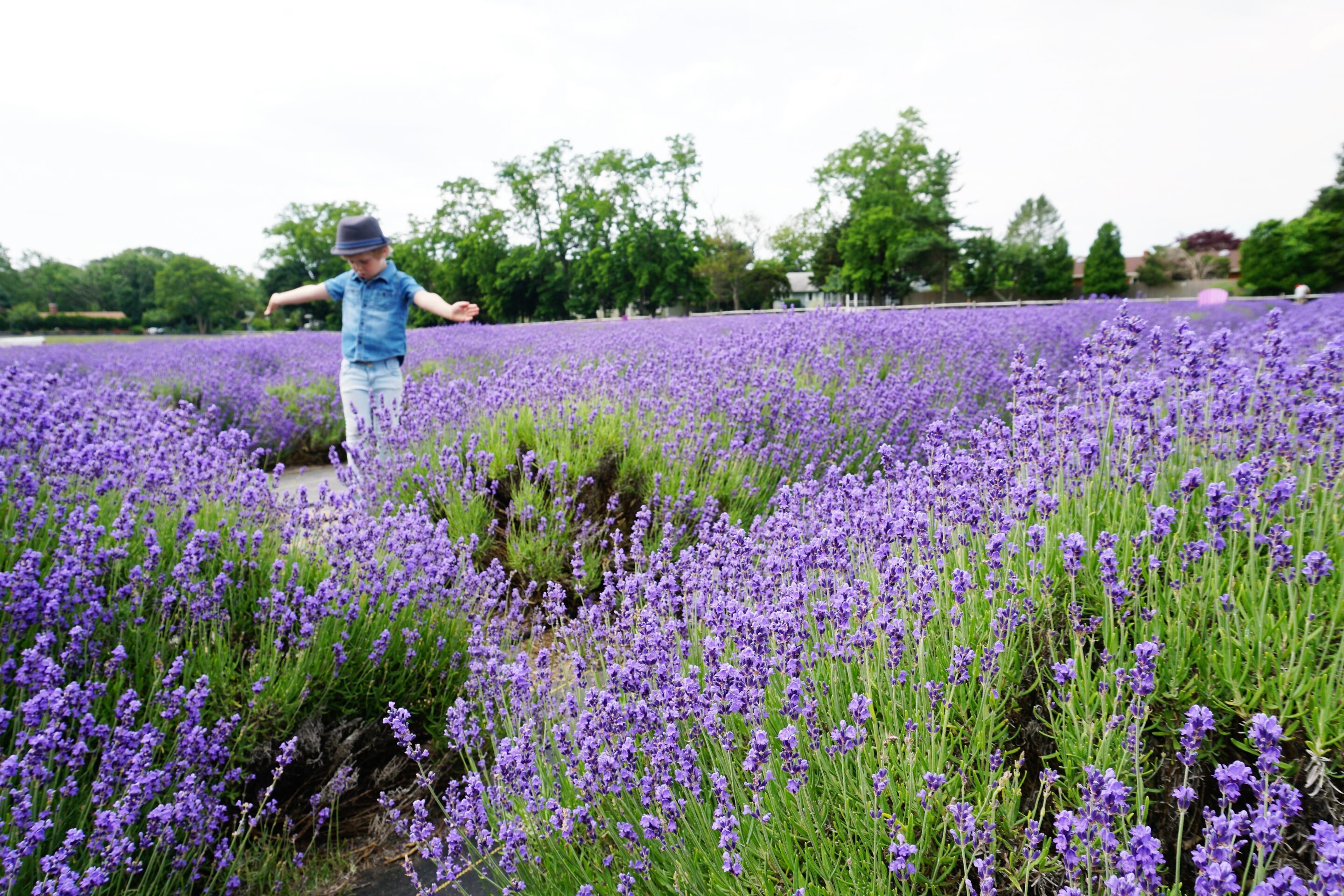 Lavender Fields Forever – Lavender by the Bay