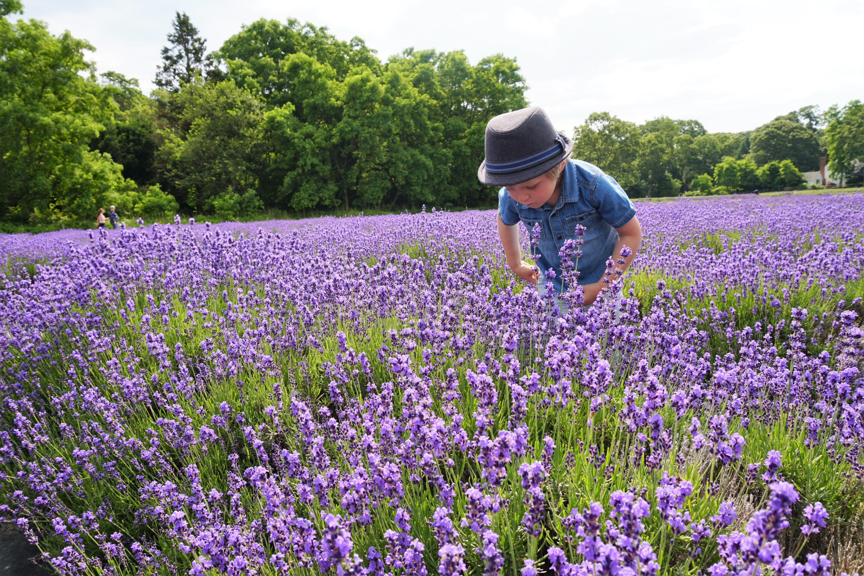 Stopping to smell the lavender at Lavender by the Bay