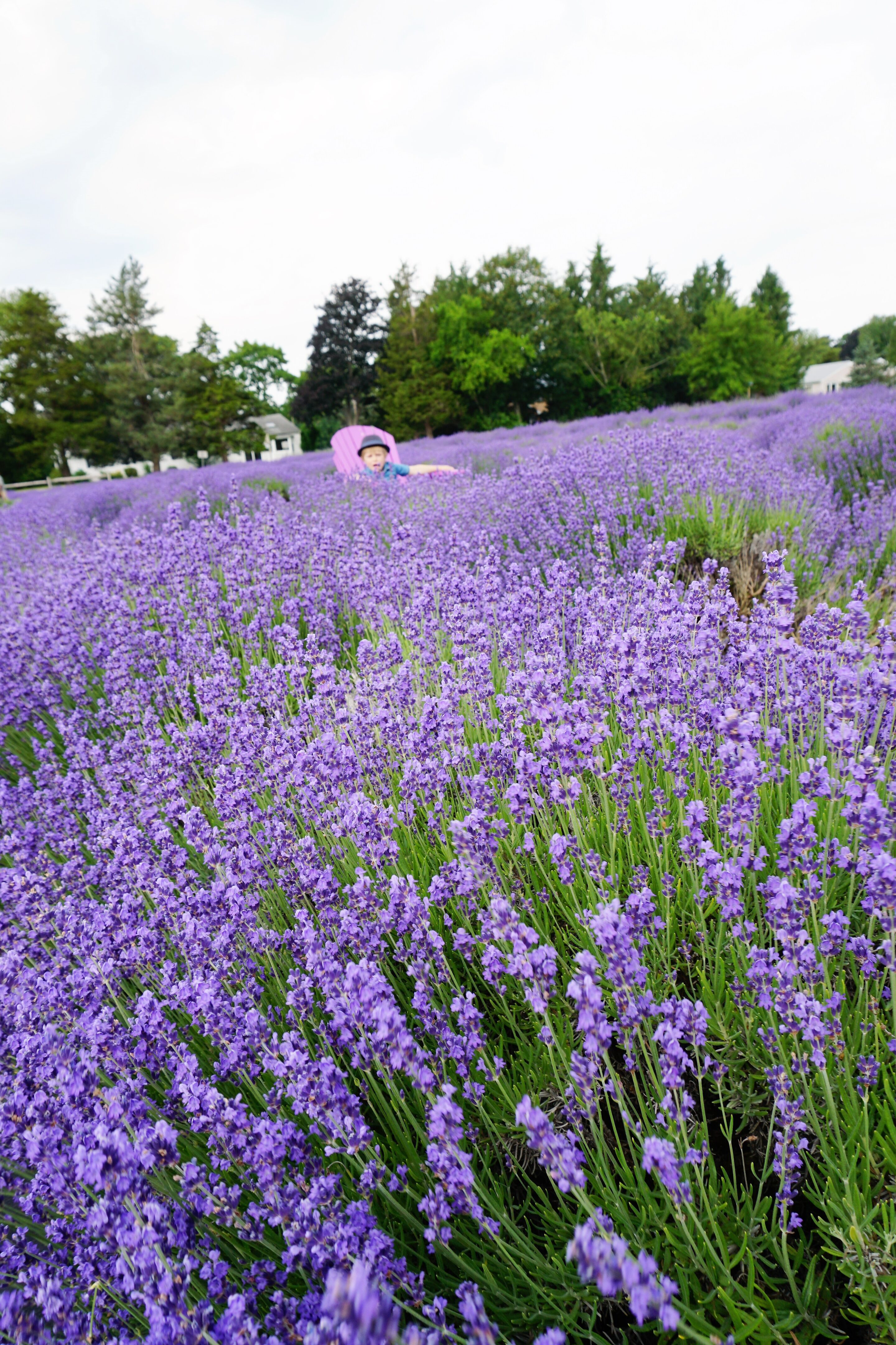 Lost in sea of Lavender at Lavender by the bay