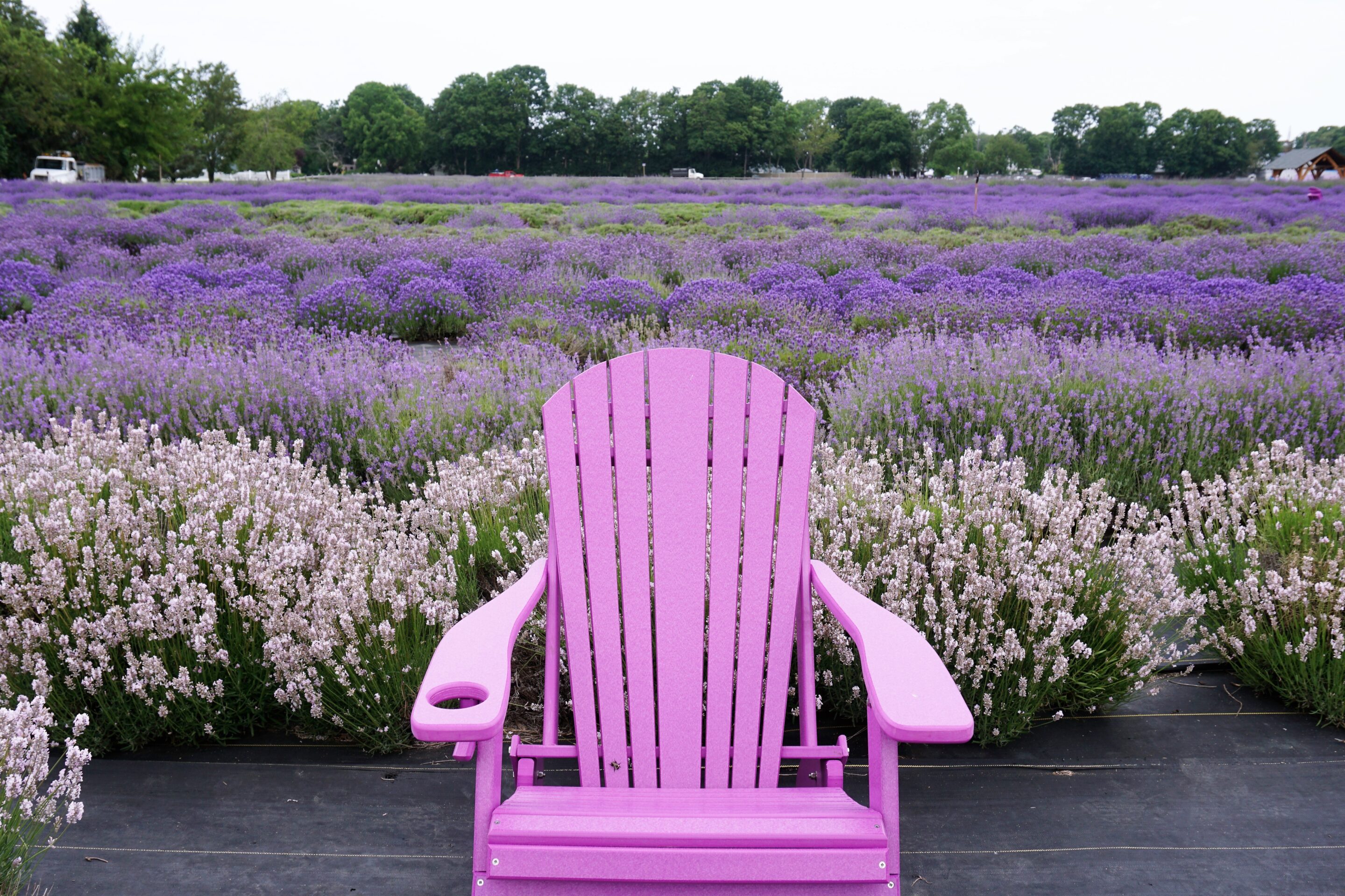 The purple chairs at Lavender by the Bay