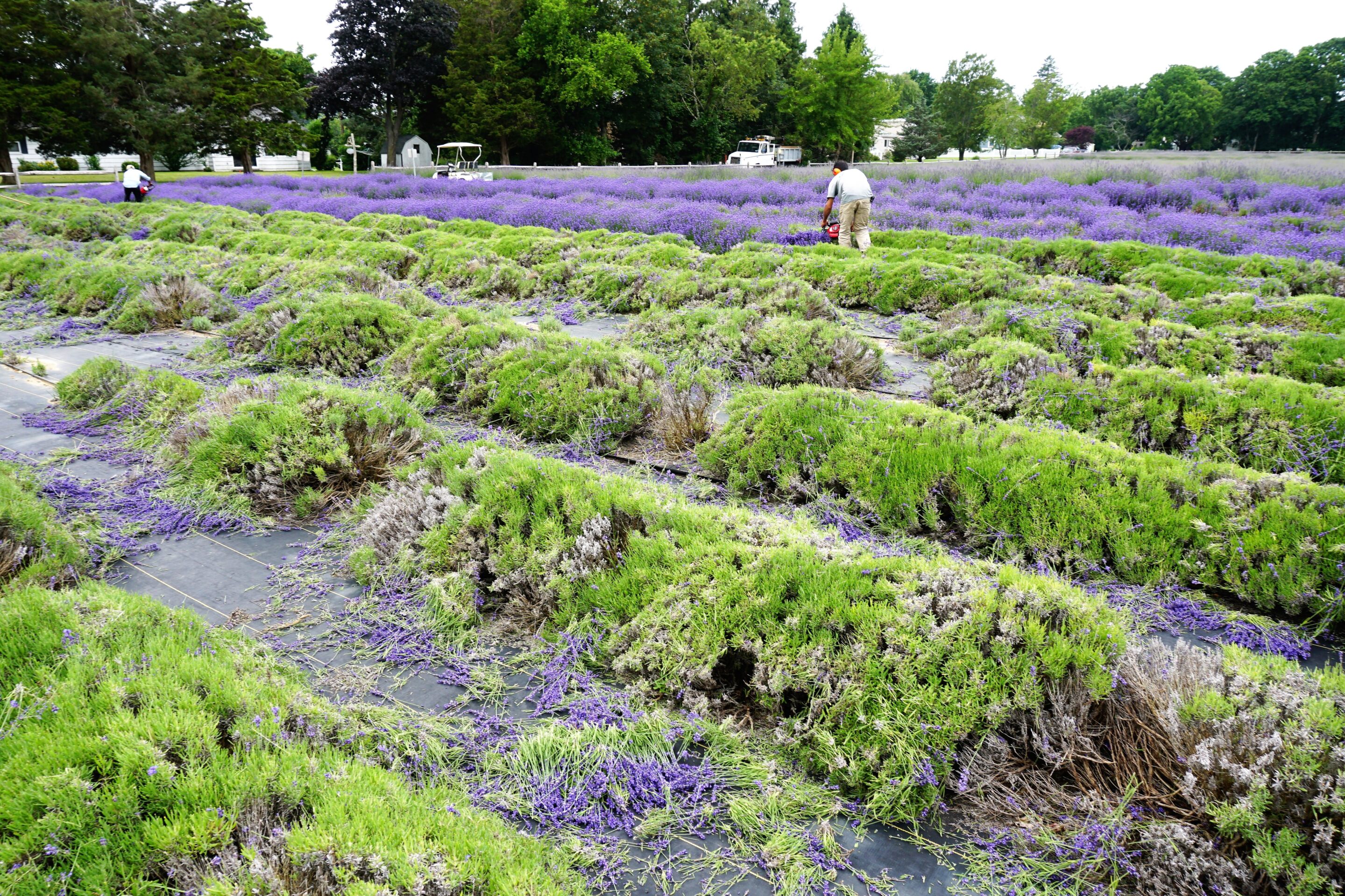 Harvesting the fields at Lavender by the Bay
