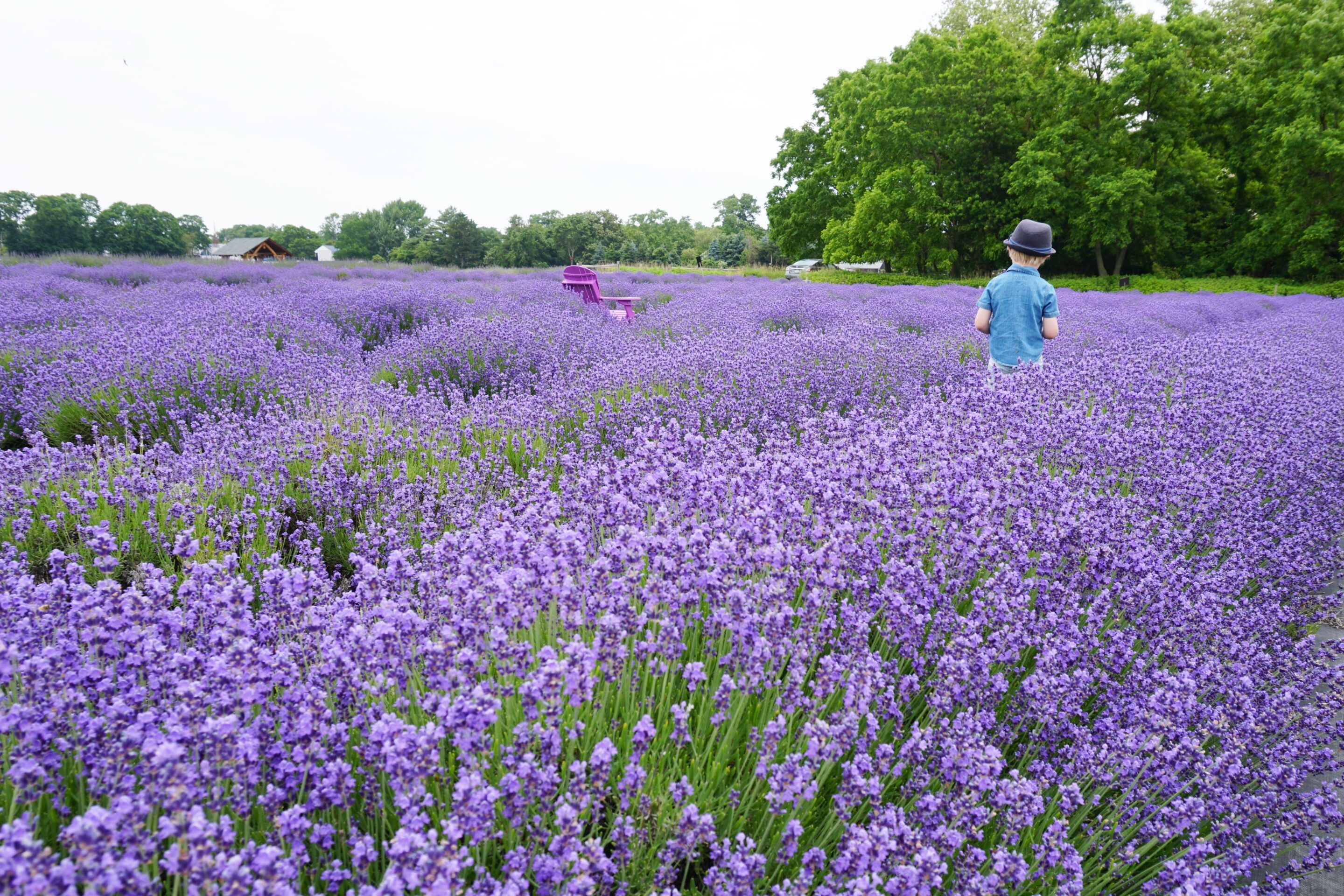 Standing in the fields of Lavender by the Bay