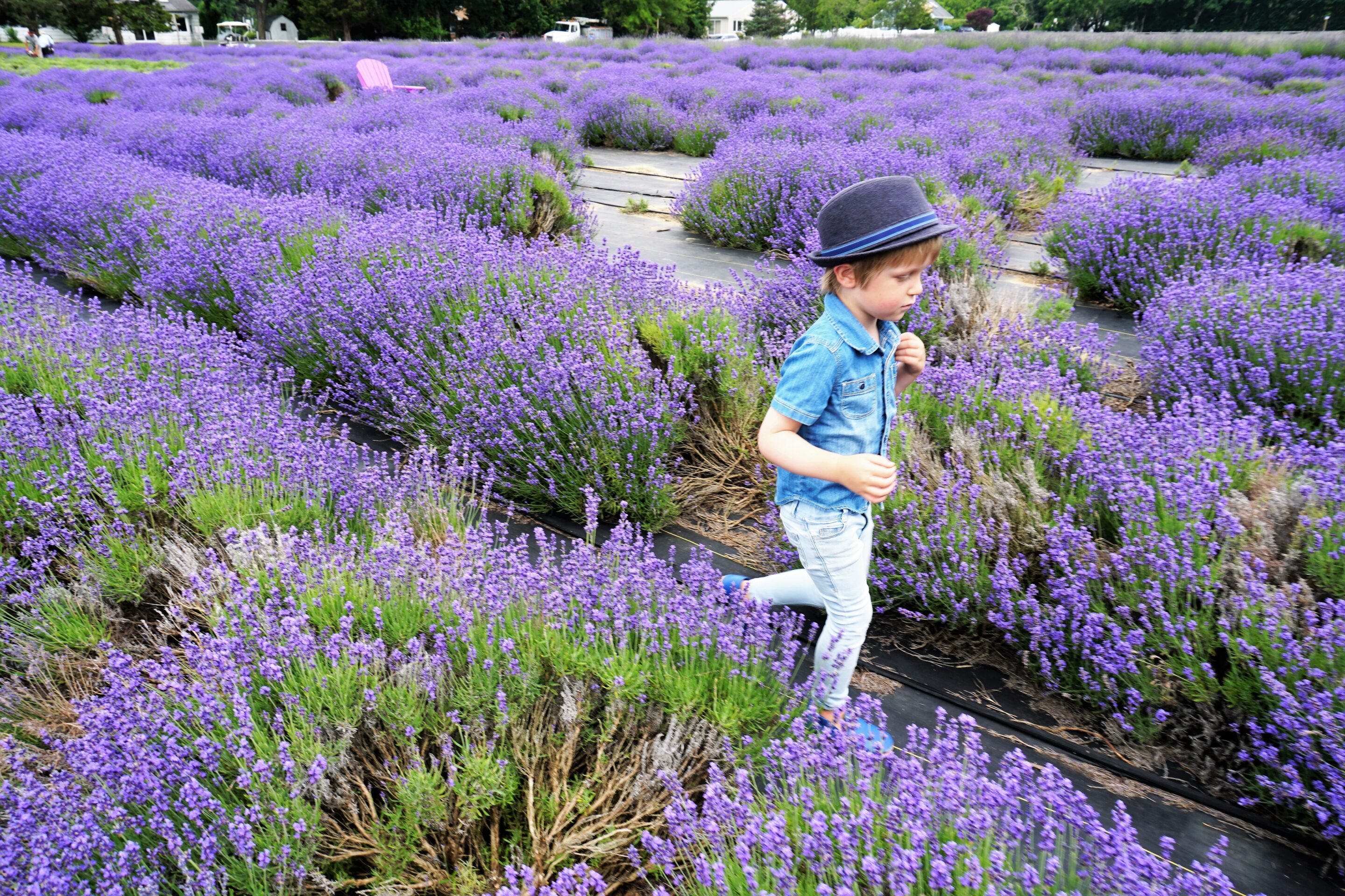 Running through the fields of Lavender by the Bay