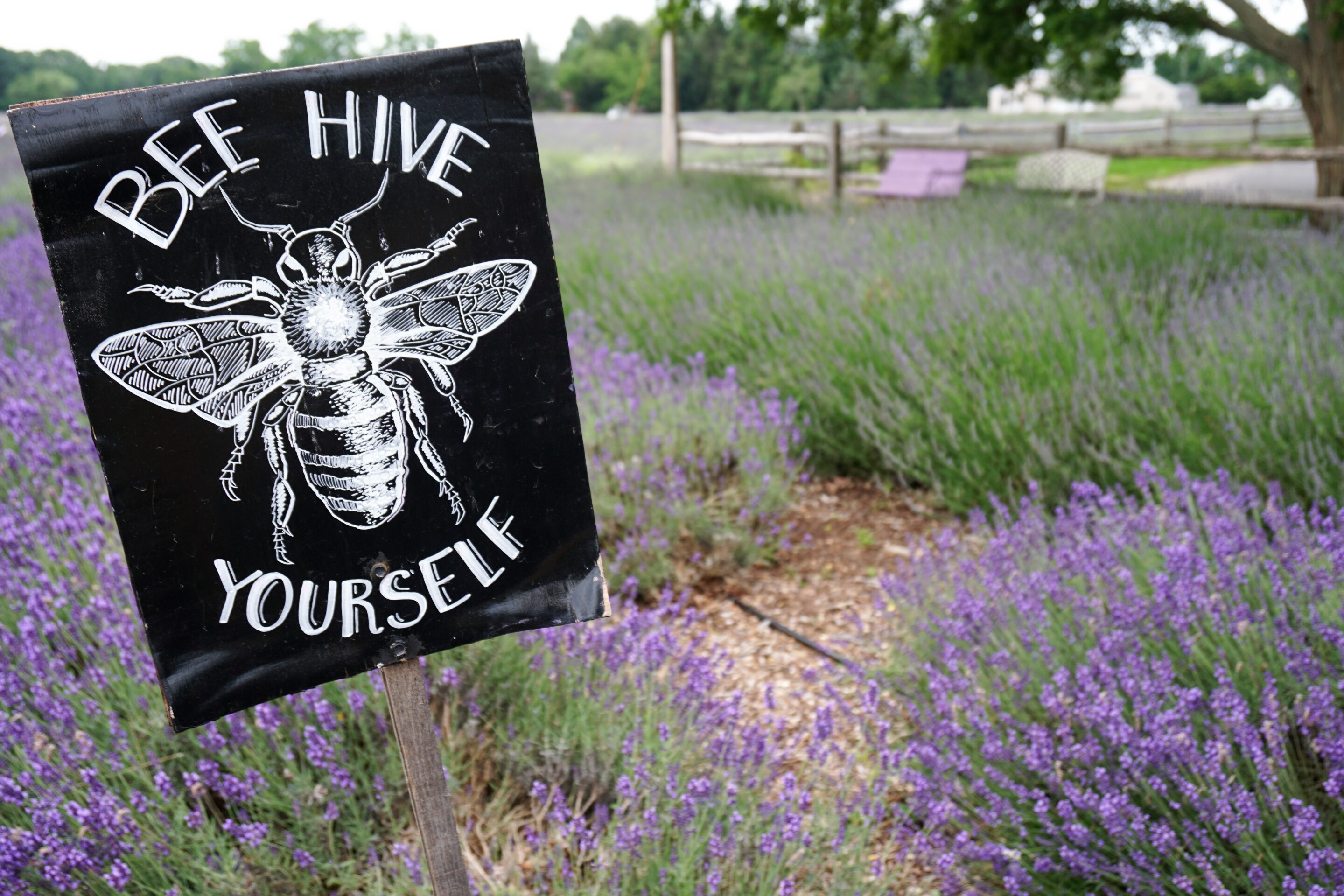 The Buzz on Lavender Honey at Lavender by the Bay