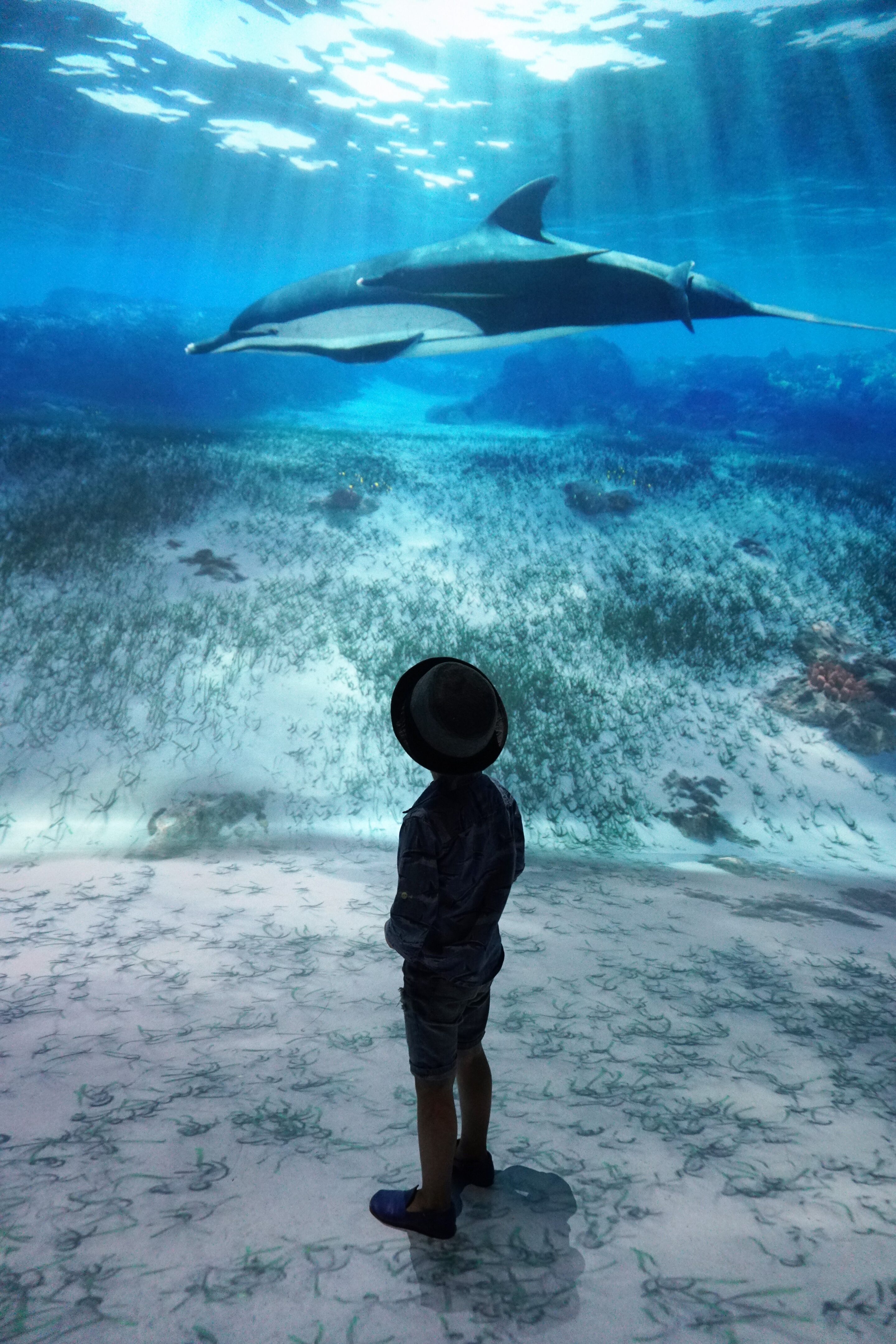 Under the Sea of Times Square: National Geographic Encounter