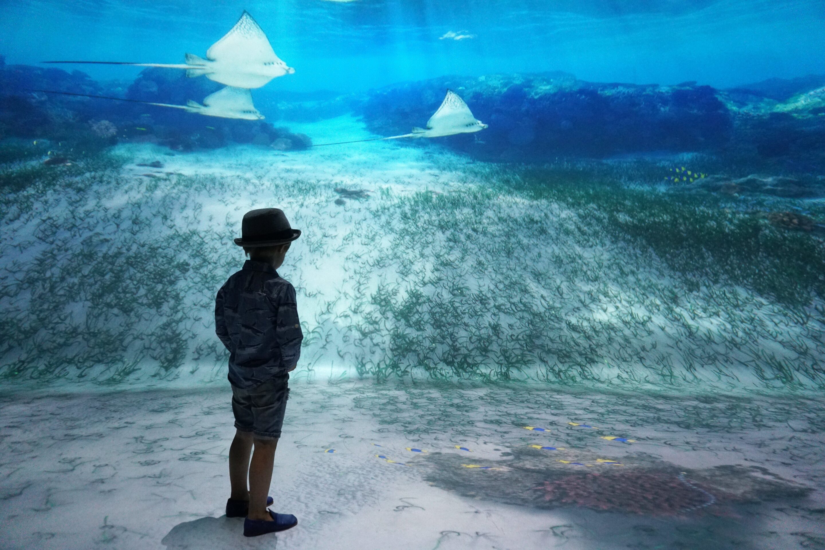 Meeting Sting Rays at National Geographic Encounter Ocean Odyssey