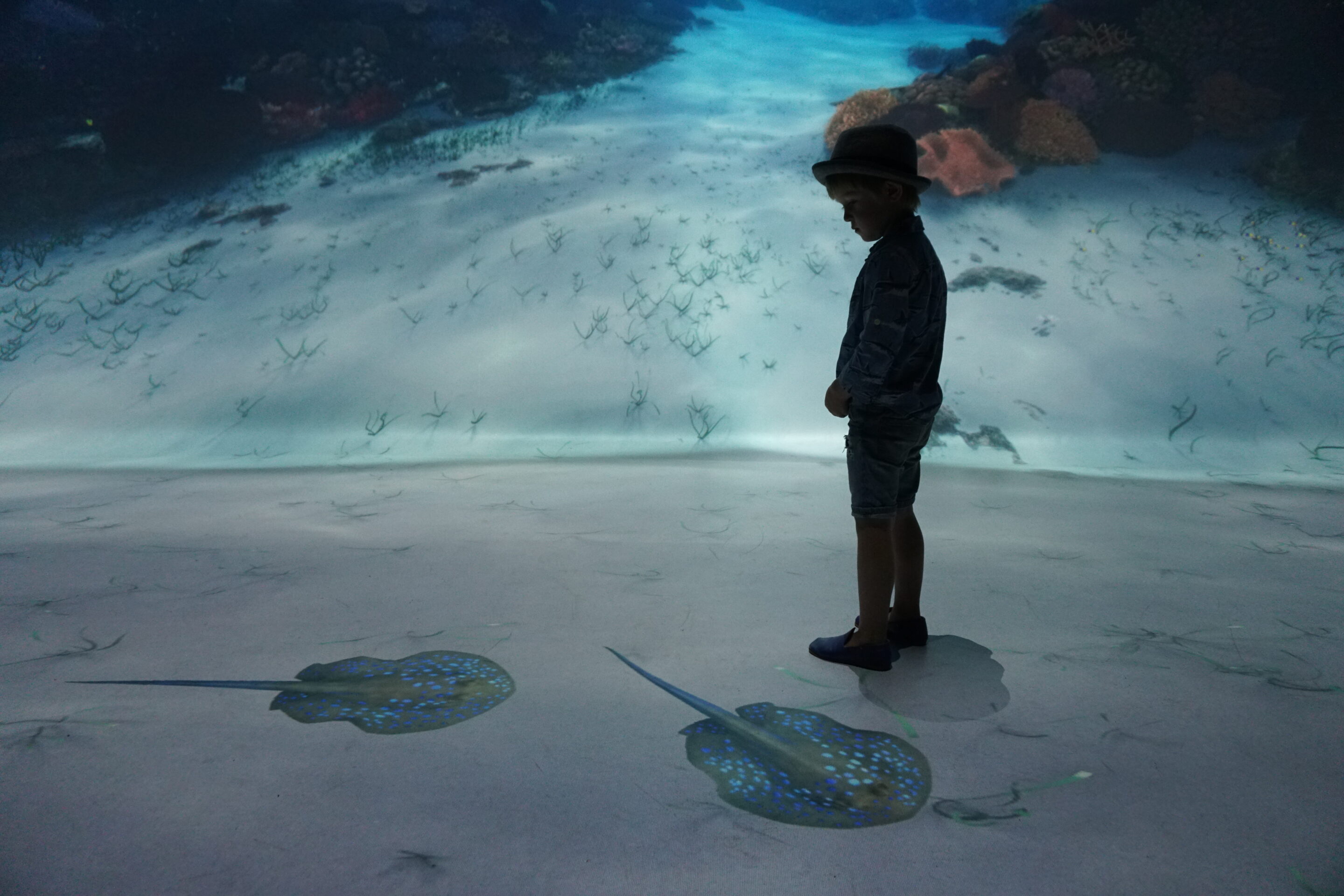 Under the Sea of Times Square: National Geographic Encounter