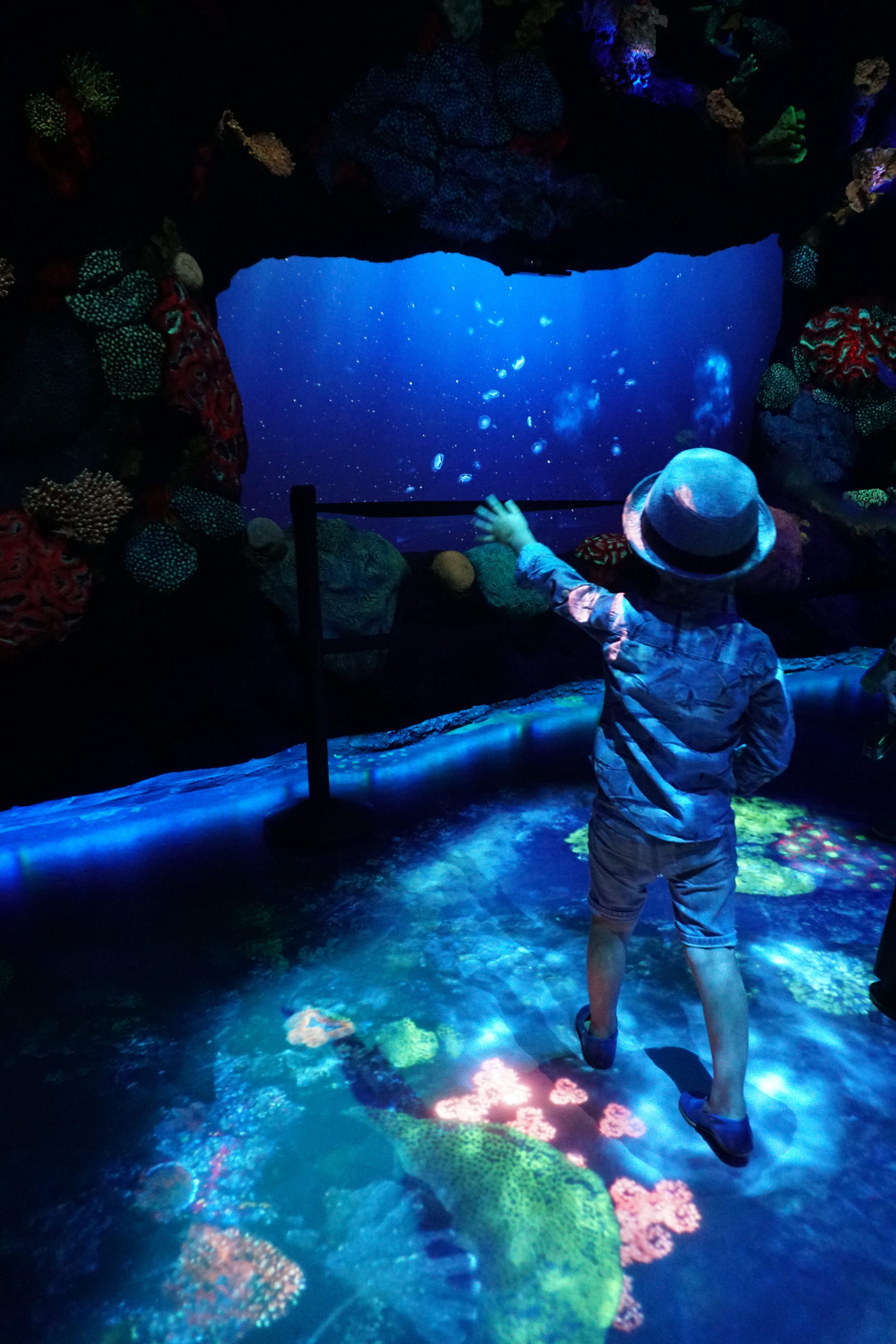 Under the Sea at National Geographic Encounter Ocean Odyssey