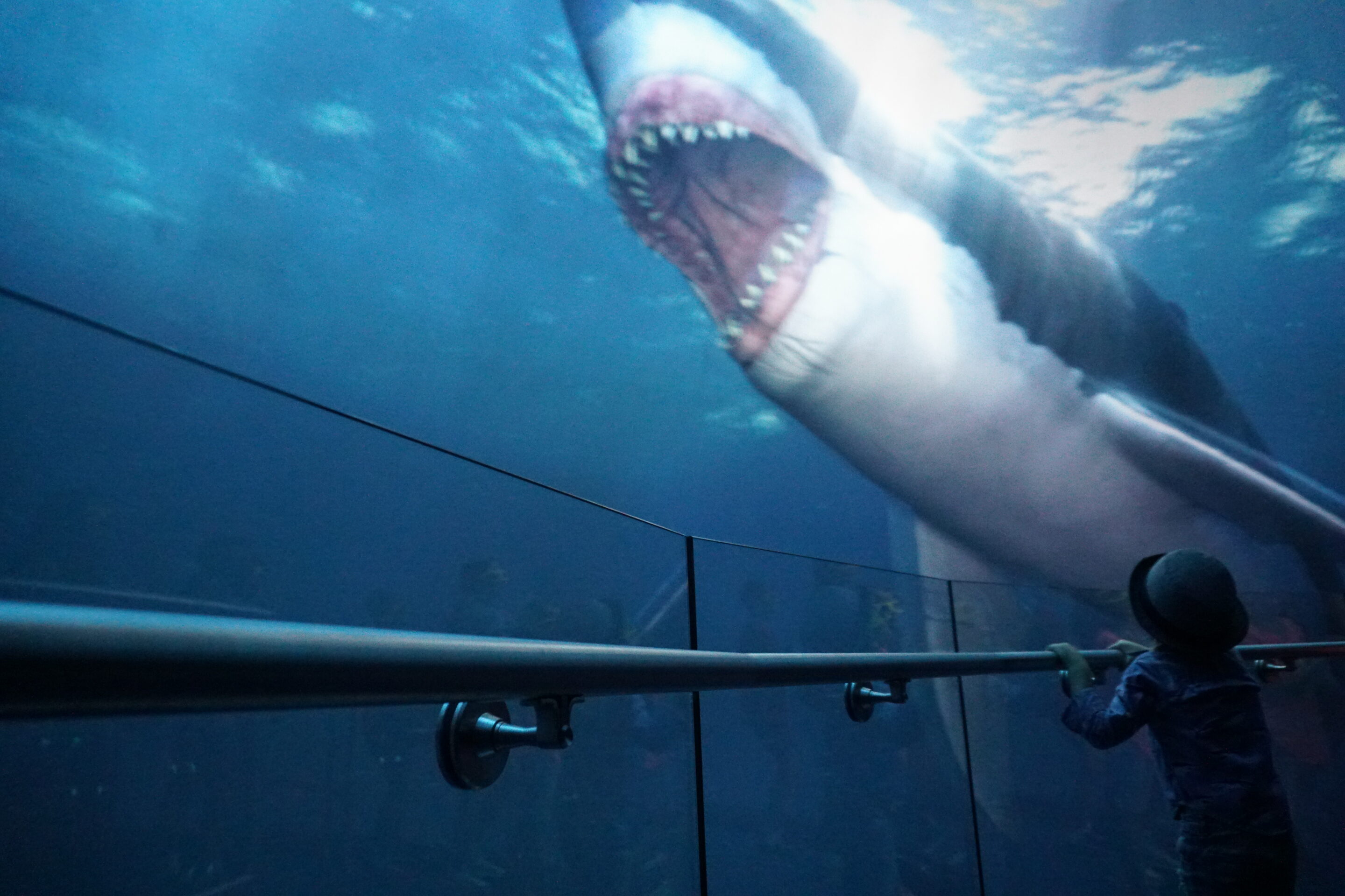 A 3-D Shark Attack at National Geographic Encounter Ocean Odyssey