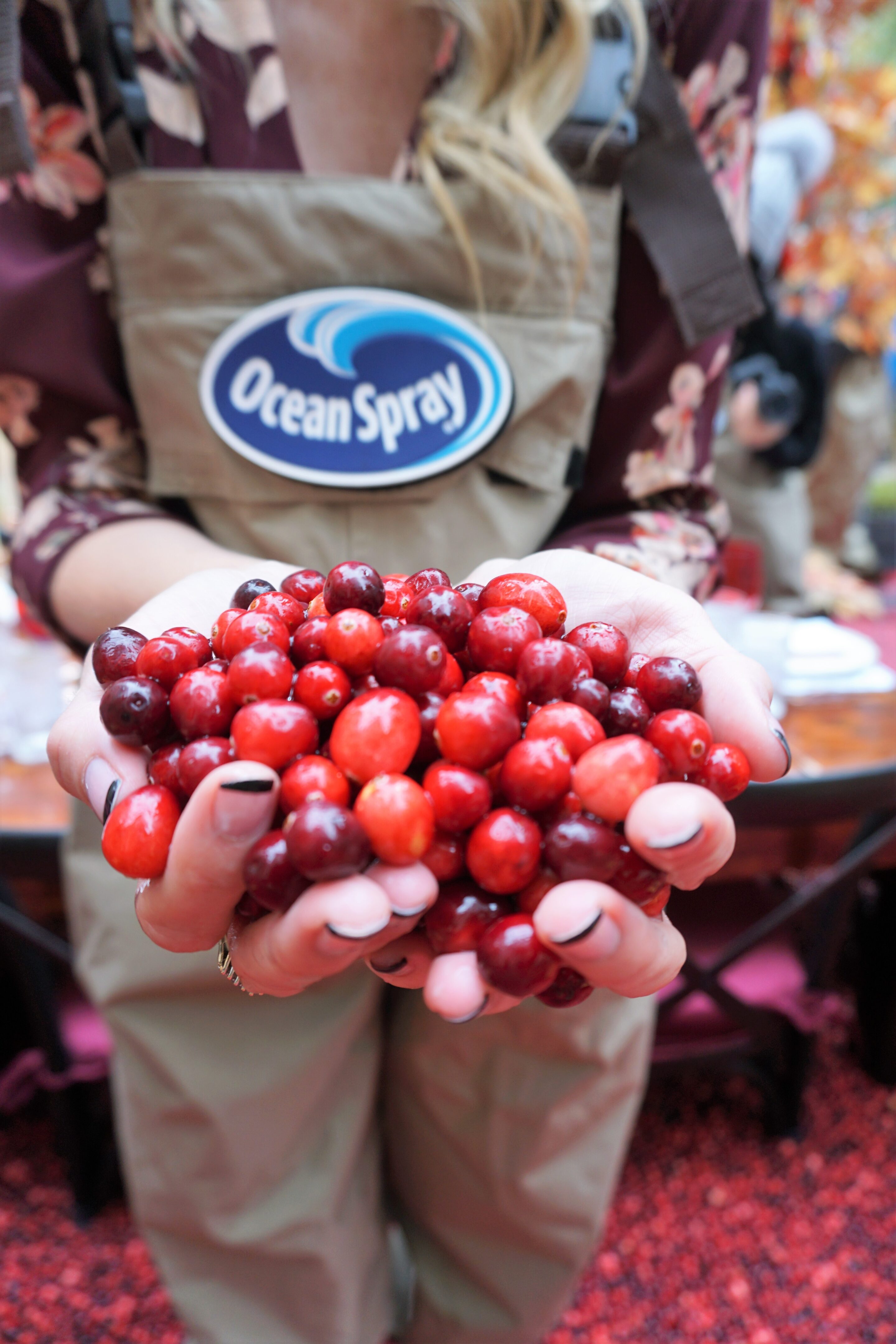 A Berry Cool Experience - Ocean Spray Dinner in the Bog