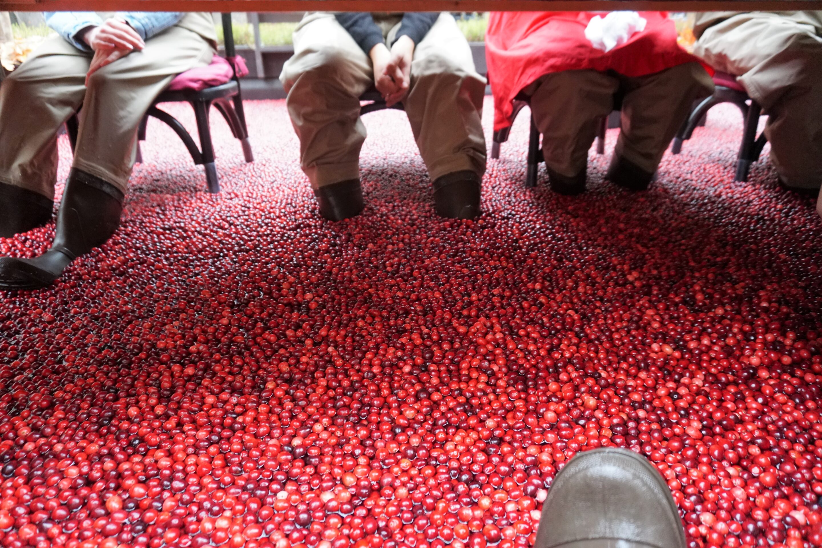 Dinner in the Bog - Ocean Spray 
