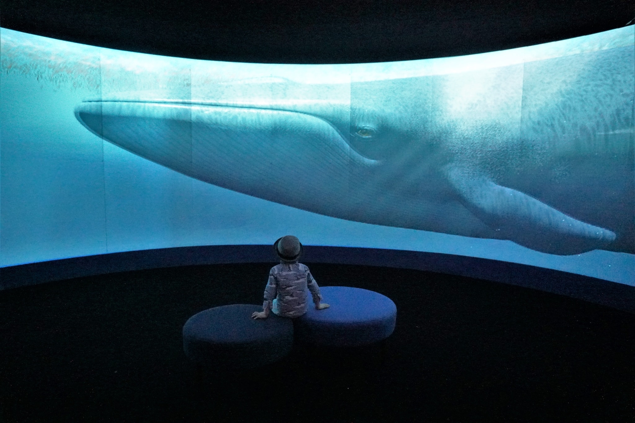 Dive In – Unseen Oceans Exhibit at the American Museum of Natural History