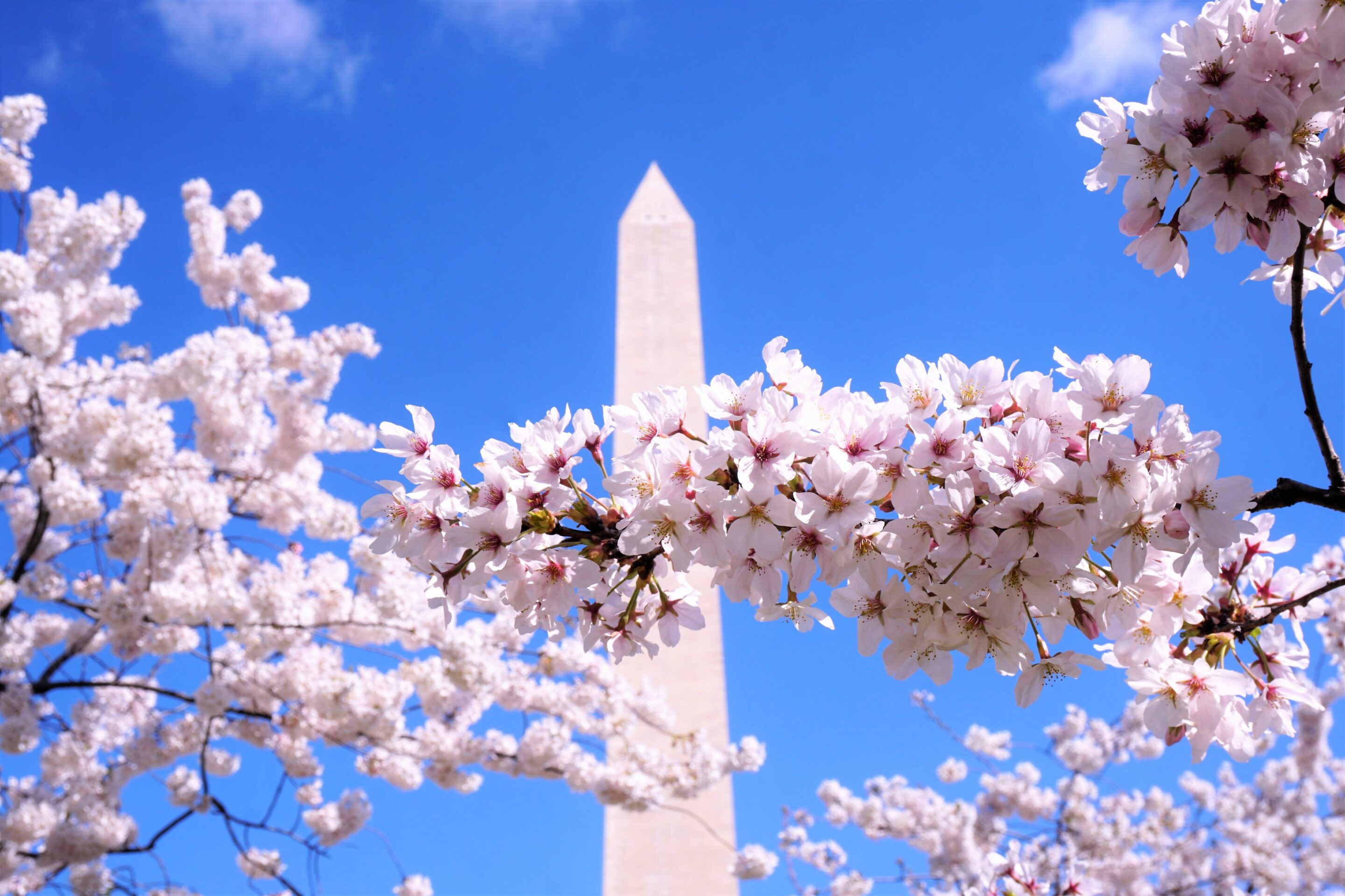 National Cherry Blossom Festival – Family Tips for your Visit