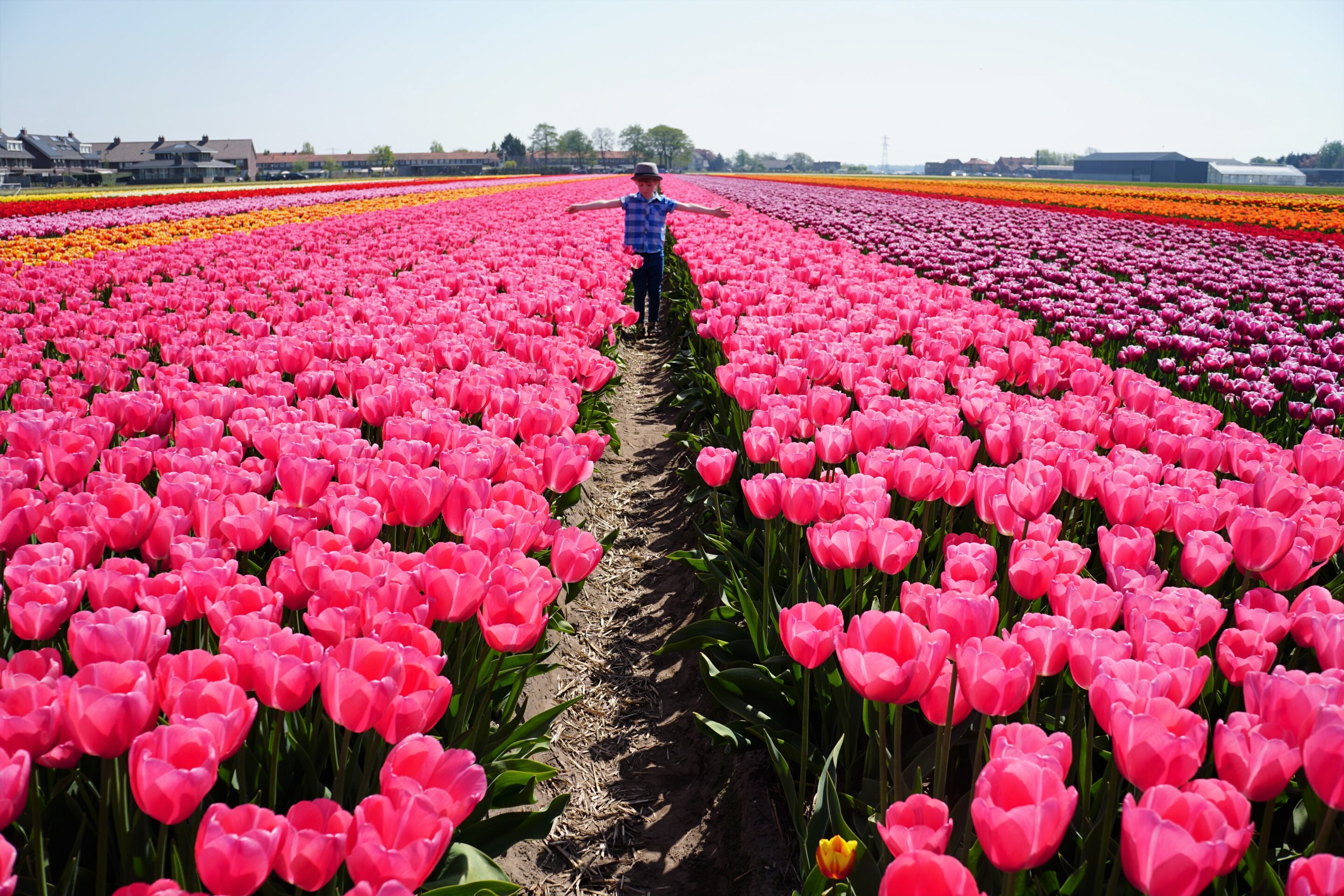 Tiptoeing through Tulip Fields – FAM Flower Farm