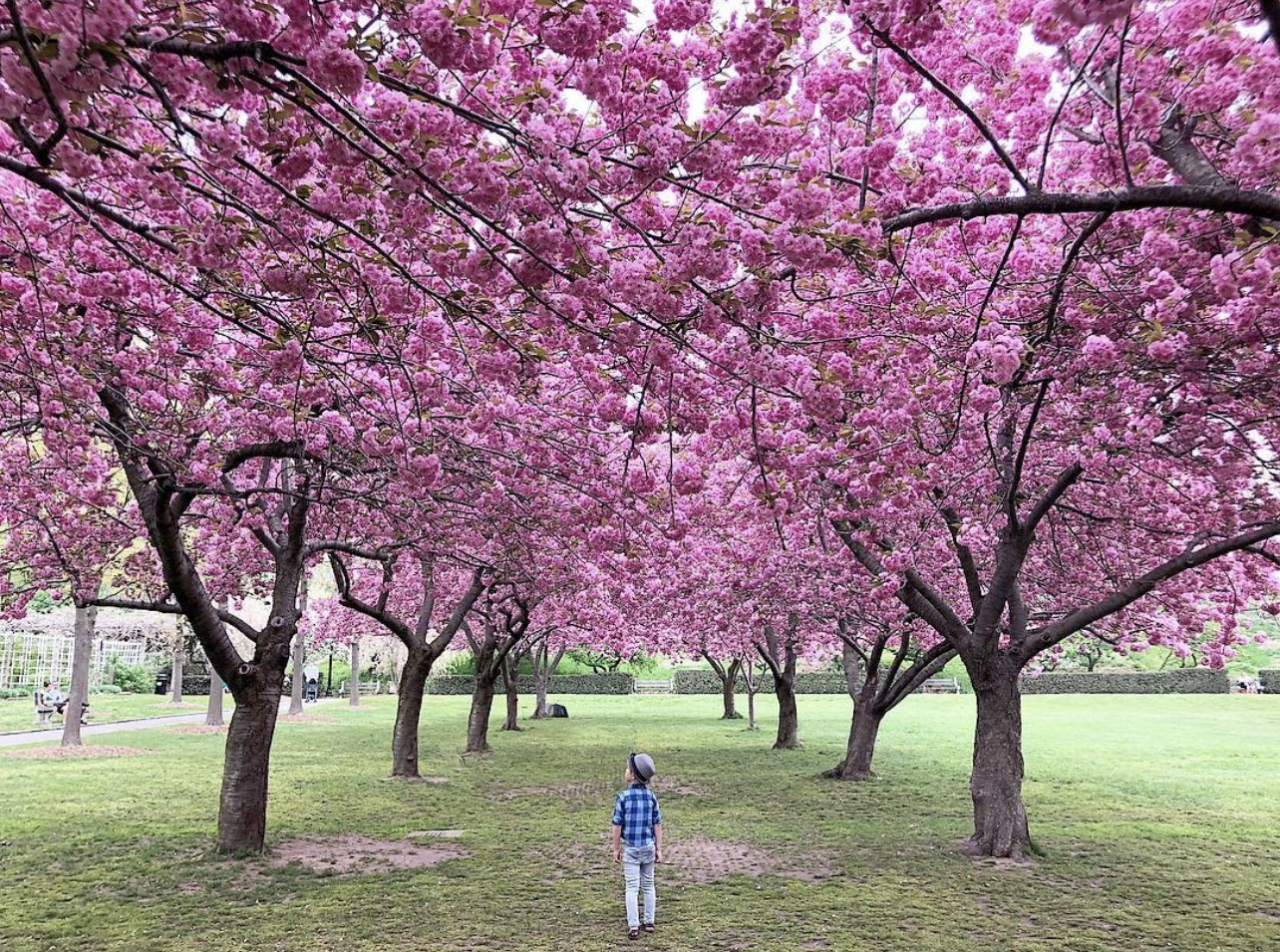 Cherry on Top – Best Spots to see Cherry Blossoms in NYC for Families