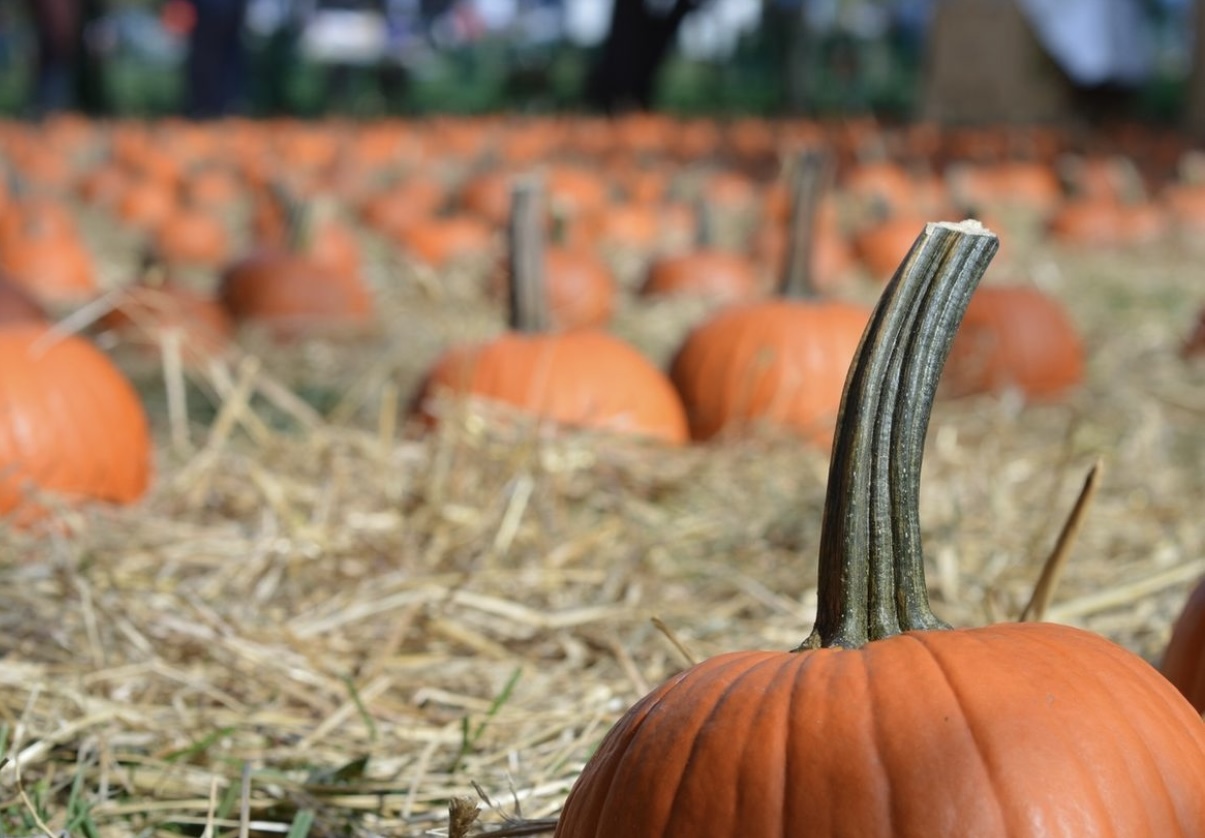 Halloween in NYC with Kids – The Best City Celebrations for Families