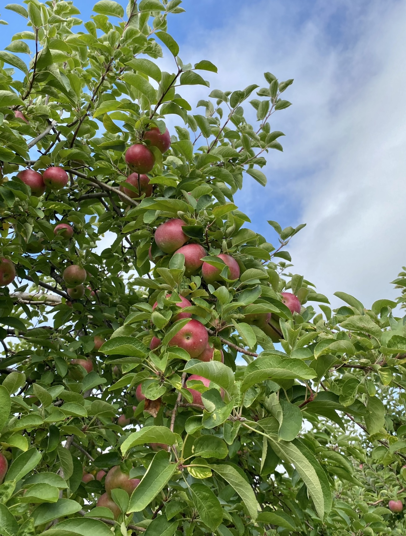 Perfect Pick – Where to go Apple Picking Near NYC with Kids
