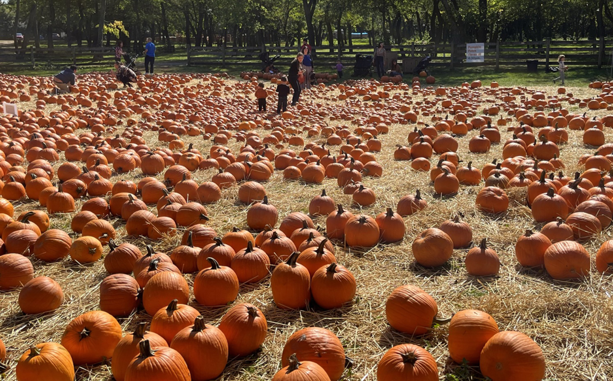 The ULTIMATE Halloween Guide for NYC Kids
